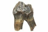 Fossil Woolly Rhino (Coelodonta) Tooth - Siberia #231022-1